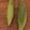 fennel05's cooksnap of when they made Corn on the cob, no boil.