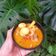 Cooksnap dari Mama Elga untuk resep Tahu telur puyuh bumbu petis (bisa diganti udang/ayam)