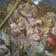 Cooksnap dari Dwi Jasmiati untuk resep Tongseng ayam pedas