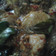 Cooksnap dari Gizella untuk resep Ayam Bakar Bumbu Rujak