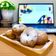 Cooksnap dari ellis khairunnisa untuk resep 15.DONAT KENTANG SUPEEERR EMPUK!!!