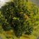 Cooksnap dari Diah Ayu untuk resep Sayur santan daun singkong😊😘😘