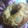 El cooksnap de Florencia cuando hizo Torta de manzanas.
