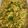 Saroj Kamdar's cooksnap of when they made સાબુદાણા ની ખીચડી (Sabudana Khichdi Recipe In Gujarati).