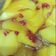 Cooksnap dari Fannypatty untuk resep Asinan Mangga
