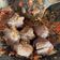 Cooksnap dari Putri Kusuma untuk resep Bakso Goreng Penyet