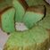Cooksnap dari eny naswati untuk resep Chiffon pandan