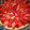 El cooksnap de Monica Gonzalez cuando hizo Tarta de frutillas con crema Chantilly.