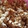 Cooksnap dari Eka Sinta Lestari untuk resep Caramel popcorn