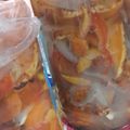 El cooksnap de Jessica Alza cuando hizo Hongos de eucalipto en escabeche frescos.