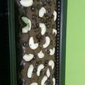 Cooksnap dari Nhana Ratna untuk resep Brownies Panggang #beranibaking