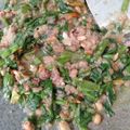 Cooksnap dari Yuli Dzaky untuk resep 7. Tumis Genjer Oncom