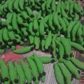 Cooksnap dari Sukma Wati untuk resep Kukis Ulat *nina*