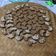 Cooksnap dari CIA Febri untuk resep Chocolate ‘Tempe’ Cookies