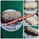 Cooksnap dari Diana Wijaya untuk resep Brownies Chocolatos kukus simpel tanpa mixer