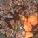 Cooksnap Nur Afni Syafinaz semasa beliau membuat Daging kicap simple.