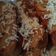 Cooksnap dari Sekar Lukinanti untuk resep Pisang goreng keju