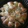 El cooksnap de Ana Castro cuando hizo Pan de ajo "Pull apart".