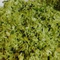 Vrinda Idnani's cooksnap of when they made Coriander mint rice.