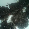 Cooksnap dari Aulia R. untuk resep Chochoball Oreo