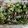pngleasonl's cooksnap of when they made Broccoli Salad.