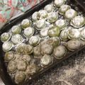 El cooksnap de Valeria Roggerio Lemes cuando hizo Sorrentinos rellenos de pollo.