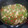 El cooksnap de Bea Algar cuando hizo Guisantes compuestos con pavo.