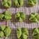 Cooksnap dari Honey Lewis untuk resep Bolu Kukus Pandan Mekar (Mudah & Gak Bau Amis)