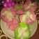 Cooksnap dari Haryani untuk resep Bolu kukus santan mekar tanpa sprite