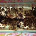 El cooksnap de final cuando hizo Tiramisú Italiano autentico.