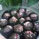 Cooksnap dari Yuni Sri Wahyuni untuk resep Bola biskuit coklat kelapa
