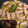 El cooksnap de Eloy cuando hizo Longaniza de pollo al ajillo y vino con guarnición en su jugo.