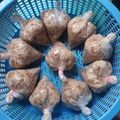 รูป Cooksnap ของ Nucha Chong เมื่อเขาทำ แหนมหมูสามชั้นคีโตbulgaria
