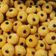 Cooksnap dari Ros Komalasari untuk resep Kue kering janit enak tanpa telur