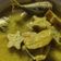 Cooksnap Zuraidah Abu Bakar semasa beliau membuat Masak lemak cili padi ikan belimbing buluh.