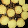 El cooksnap de Fio 🌸 cuando hizo Galletitas de coco sin tacc.