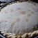 El cooksnap de Daniel Castillo cuando hizo Tarta de acelga y salsa blanca.