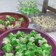 Cooksnap dari Dicky Adryan84 untuk resep 1. Bolu Kukus Dalmation Mekar Lembut Seperti Kapas