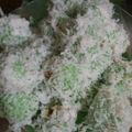 Cooksnap dari Ayu Anggreani untuk resep Kue Klepon / Kue Malaka
