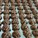 Cooksnap dari Ummu Ihsan Sukirno untuk resep Kue Kering Oatmeal || Oatmeal Chocolate Cookies ||