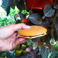 Cooksnap dari Rei untuk resep Dorayaki Empuk