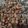 Cooksnap dari kemala widya paramita untuk resep Tempe orek teri kacang kriuk