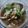 รูป Cooksnap ของ พงศ์เพชร มีจิตต์ใส เมื่อเขาทำ แกงหน่อไม้ใส่เห็ดเผาะ