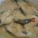 Cooksnap dari Fitri Yanti untuk resep Gulai ikan kakap