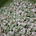Cooksnap dari Luluk Alfiani untuk resep 66. Popcorn manis