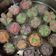 Cooksnap dari Lestari Utami untuk resep Bolu Kukus Merekah anti gagal