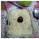 Cooksnap dari Elis Setia untuk resep Setup roti tawar vla keju