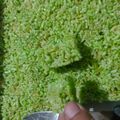 Cooksnap dari komalasari fawwaz untuk resep Jipang/teng teng (Nasi)