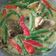 Cooksnap dari Nidith untuk resep Gulai ikan mas