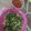 Cooksnap dari irwina weda ✅ untuk resep Brambang Asem Kangkung